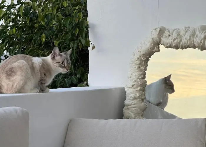 אכסניה French Connection